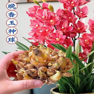 New Evening Jade Ball, Large Flower Ball, Root Strap, Multi