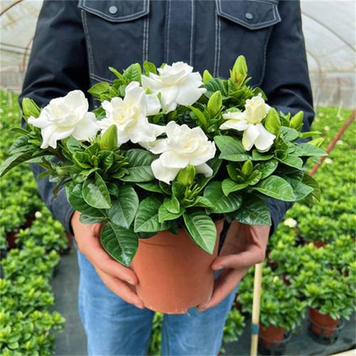 Newgardeniaflowerpotindoo