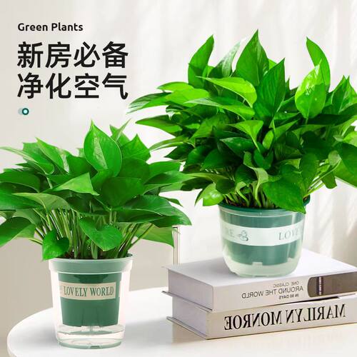 Greenivypotindoorgoodsuc