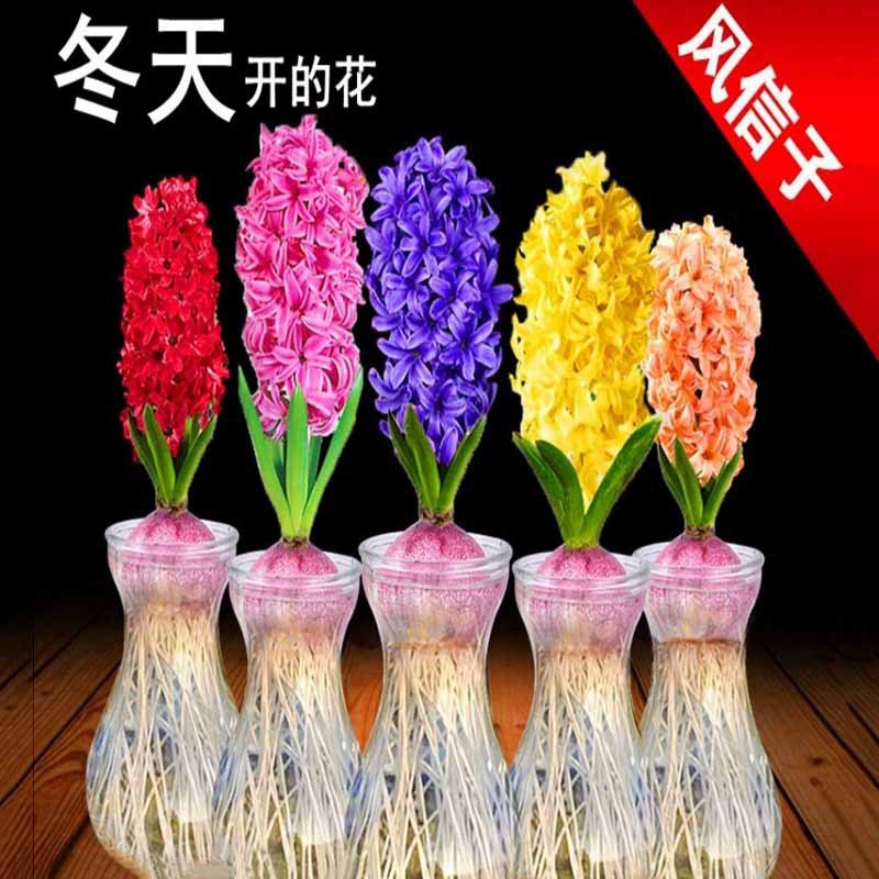 Hyacinth Seed Ball Hydroponic Set Balcony Indoor and Outdoo