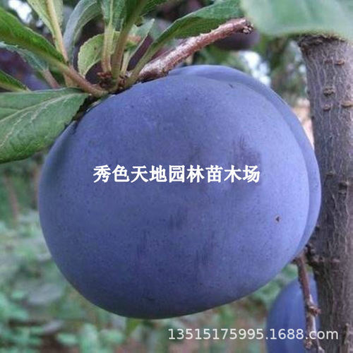 LatematuringplumsDutchgia