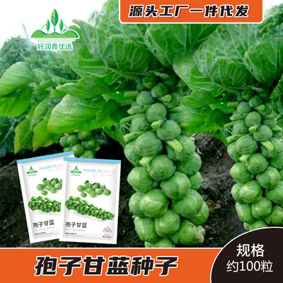 孢子甘蓝种子小包心菜卷心菜种籽