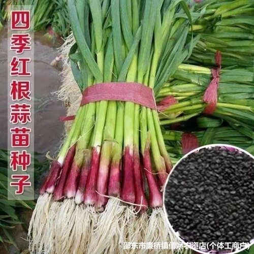 Red root garlic sprouts, red head garlic stalks, hard leave