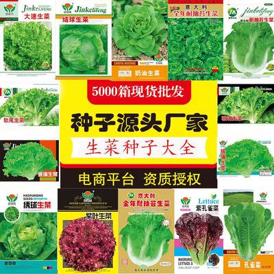 意大利生菜种子种籽蔬菜孔雀菜孑