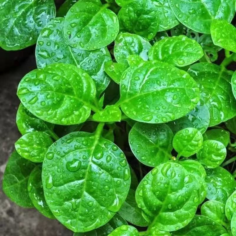 Four season large leaved wood ear vegetable seeds with thic