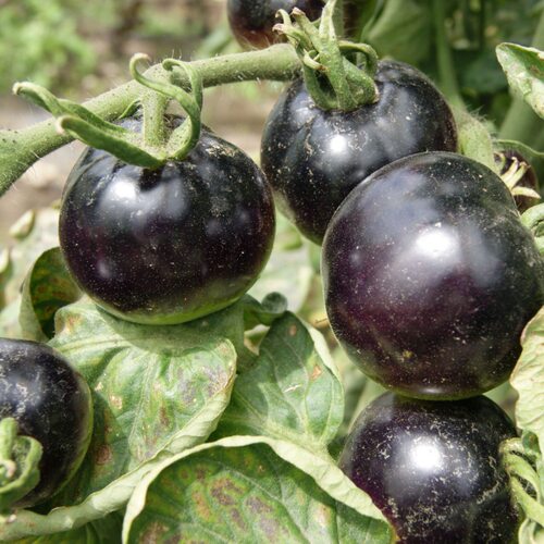 Black Tomato Balcony Pot Simple Farmhouse Planting Red Holy