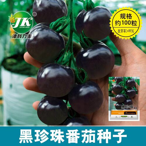A large quantity of black precious tomatoes, black tomatoes