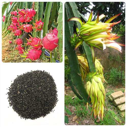 New Dragon Fruit Tree North South Easy Indoor Balcony Pot F