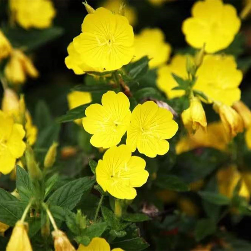 Beautiful moonlit grass, flower seeds, year-round sowing, c