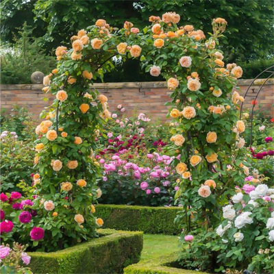 Rose seedlings, climbing vines, flowering plants, oversized