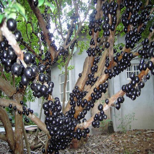 JiabaoFruitSeedlingsAuthen
