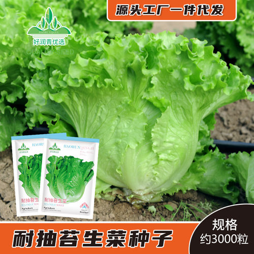 New Italian Moss Resistant Sweet Crispy Half Pack Lettuce S