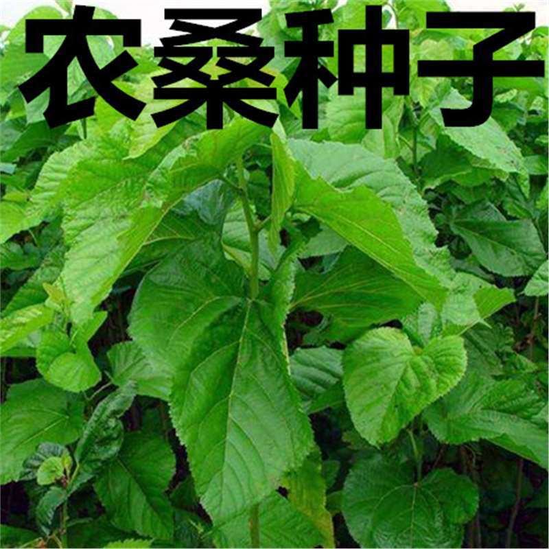 Protein Mulberry Feed Mulberry Large Leaf Mulberry Silkworm