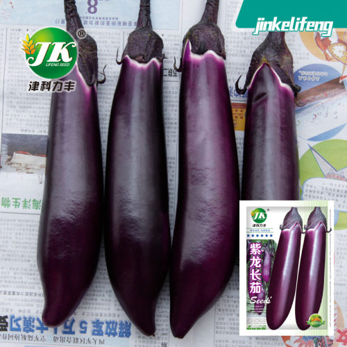 Eggplant Purple Dragon Long Eggplant Purple Red Spring and