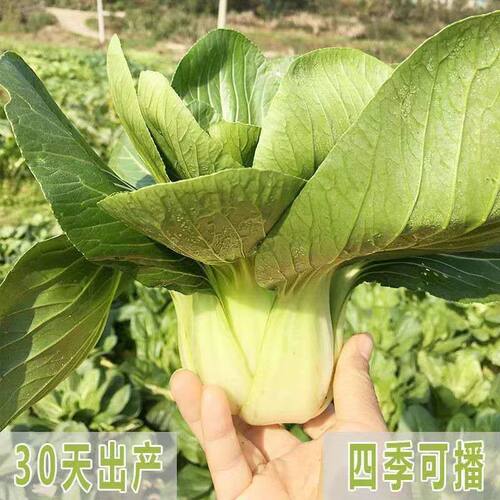 Original Shanghai Green Cabbage, Cabbage, Balcony, Chicken