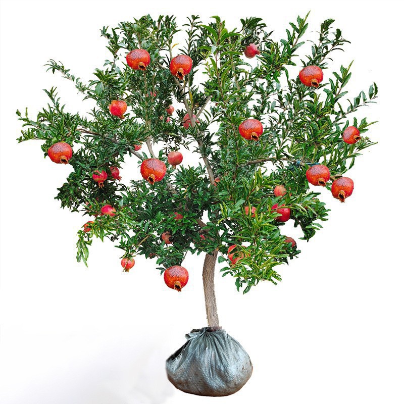 Pomegranate tree seedlings potted in seedless fields, plant