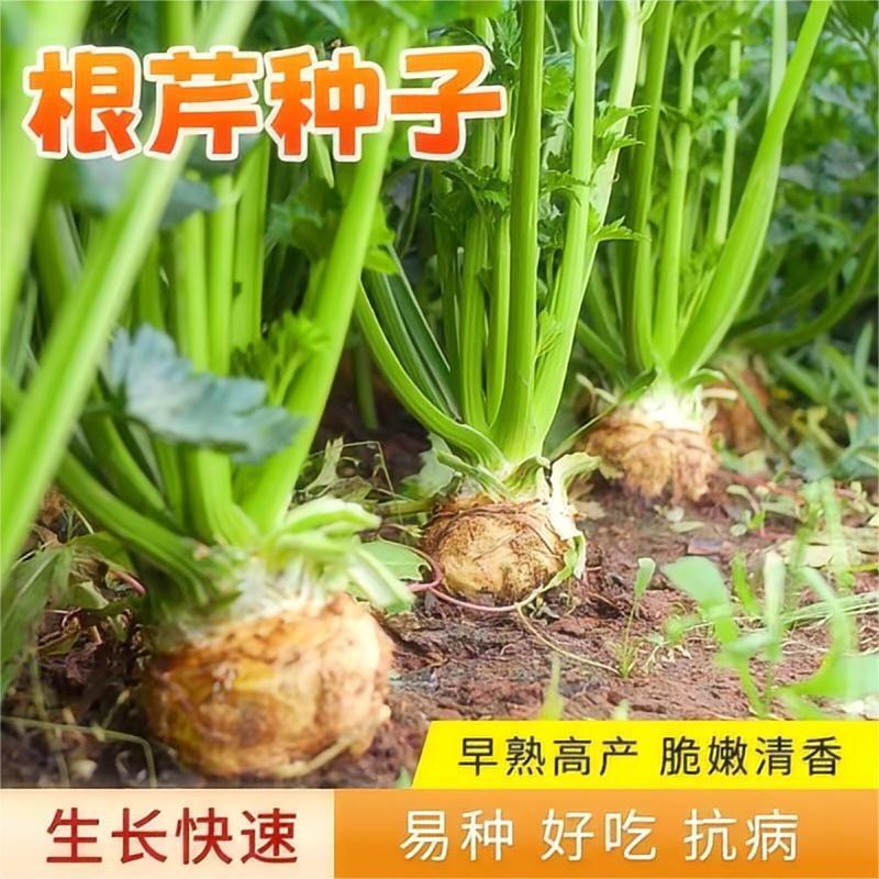 Authentic Mediterranean root celery seeds Four season celer
