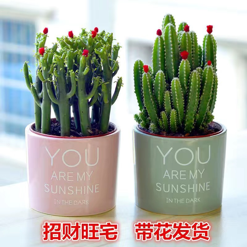 Succulent plants gather wealth, mountain cacti, potted plan