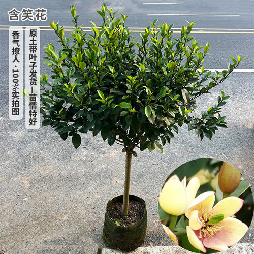 Flowerseedlingspotsconcubi
