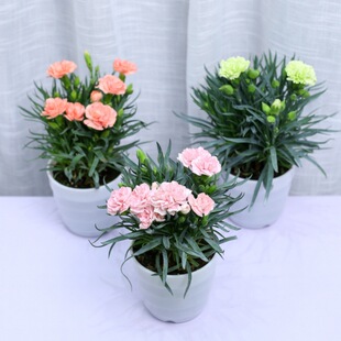 Carnation basin with flower buds, carnation seedlings, indo