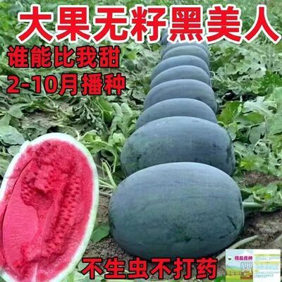 超甜大果黑美人西瓜种子无籽西瓜
