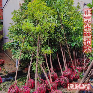 New authentic Qinan Chenjinsi Nanmu sapling Hainan Huanghua