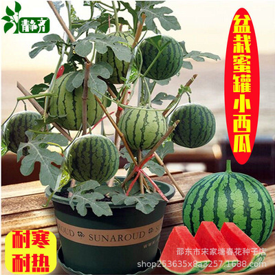 蜜罐小西瓜种子盆小西瓜种子种植