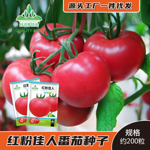 Pink Beauty Tomato Big Fruit Pink Tomato Hair Powder White