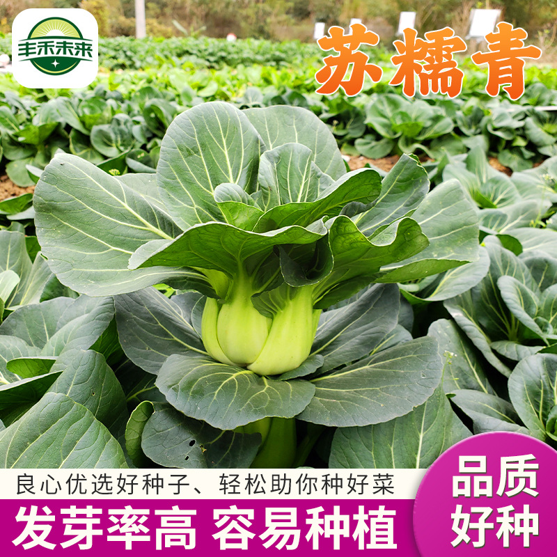 Su Nuo Qing Geng Cai, Rapeseed, Quality Vegetable Seed, Sha