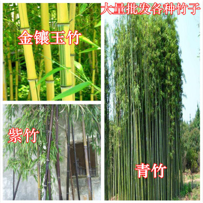 Purple bamboo seedlings, gold inlaid jade bamboo, green bam