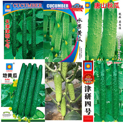 Vegetable and vegetable stall first level jade girl cucumbe