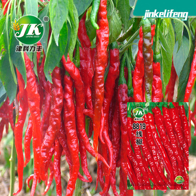Hot Pepper 8819 Red Line Dried Pepper Fresh Pepper Spicy Lo