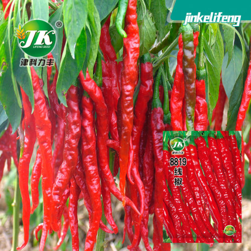 Hot Pepper 8819 Red Line Dried Pepper Fresh Pepper Spicy Lo