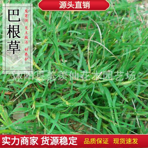 New Bagen Grass, Cow Muscle Grass, Iron Wire Grass, Crawlin
