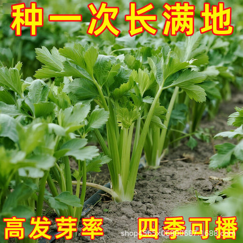 Celeryseedssmallcelerysee