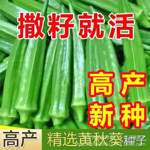 New Yellow Okra, Red Okra, Green Okra Original Vegetables,