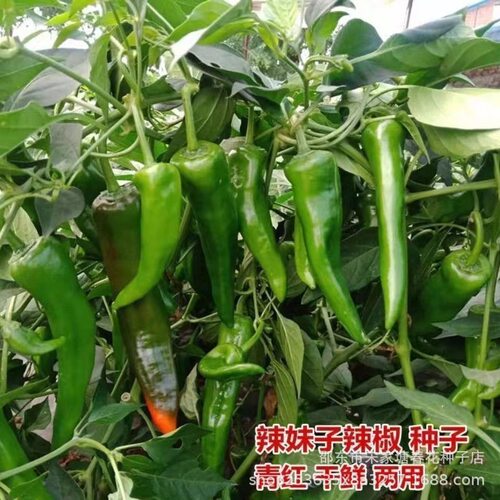 New Spicy Hunan Spicy Girl Dried Pepper Pepper Spring Veget