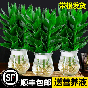 New plant Guanyinzhu Dracaena sanderiana with roots, green