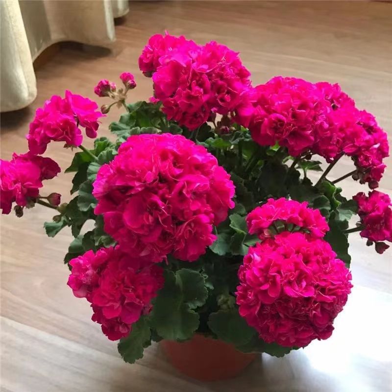 Double petaled large flowered geranium potted plant seedlin