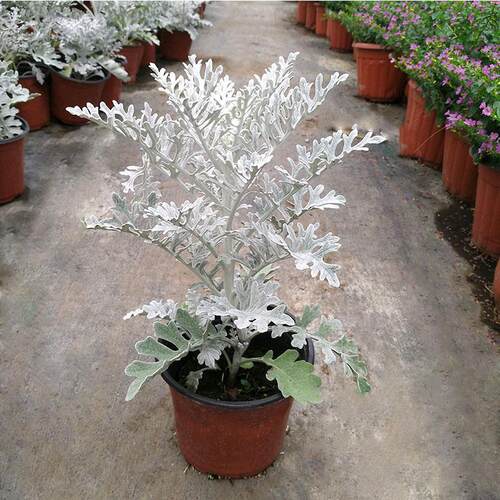 Silverleafchrysanthemumpot