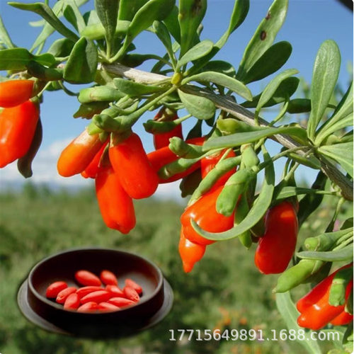 AuthenticNingxiaWangGojib