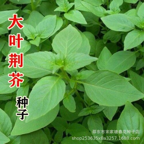Vegetable Henan Jing mustard vegetable Jing vegetable farmh