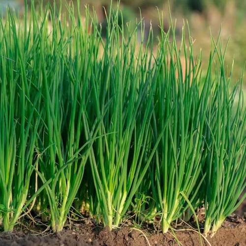 New style scallion balcony basin scallion vegetable easy ve