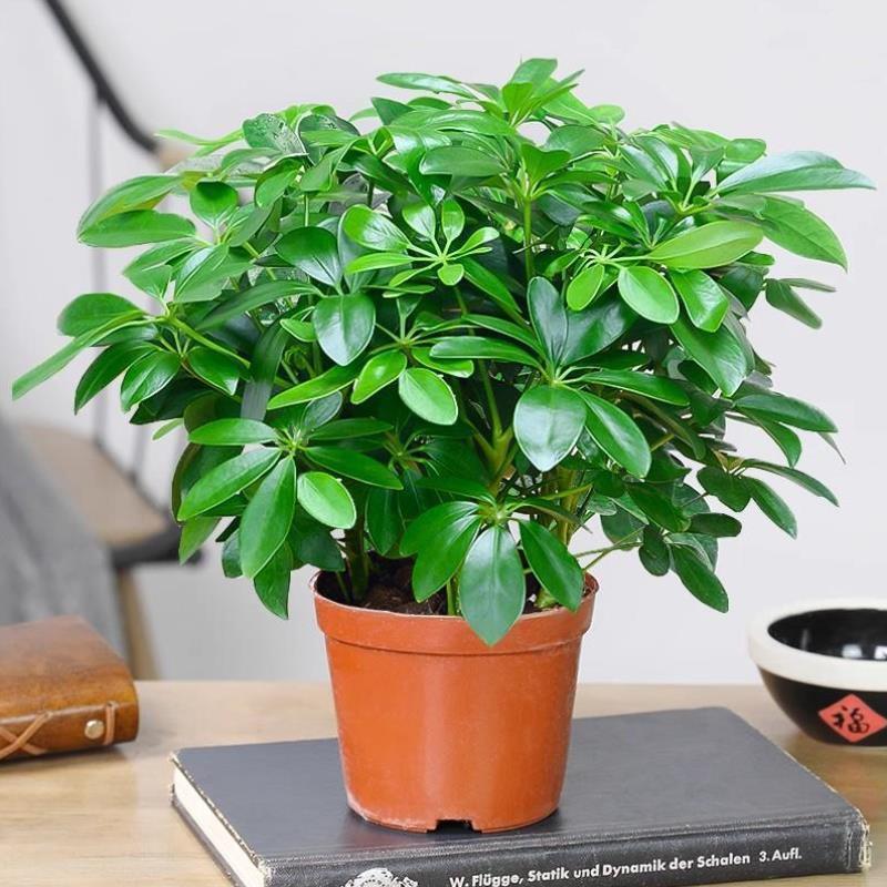 Green plants, potted plants, duck feet, wood, goose feet, f