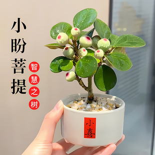 Xiaopan green plant pot with fruit bonsai Bodhi tree cerami