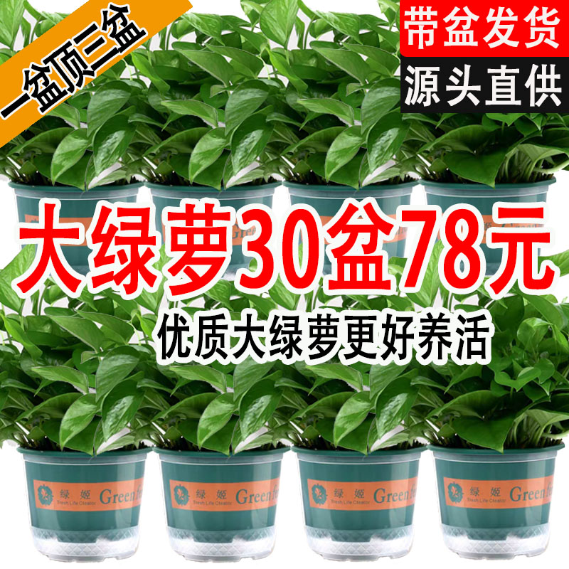 Green Luo hydroponics, large number of potted plants, good