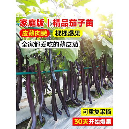 New seedlings with old products Hangqie Line 1 round purple