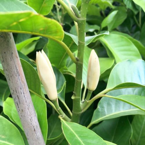 白兰花盆植物室内花黄角兰白玉