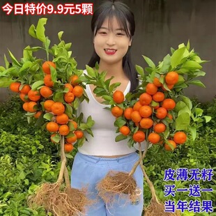 Guangxi Sugar Orange Indoor Pot Fruit Seedlings Sihui Golde