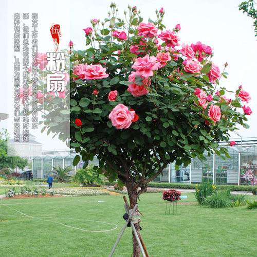 Treeliketreestumprosetre